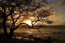 Kahului: Sunset, beach, tree