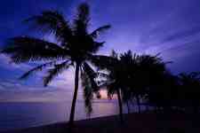 Kahului: Sunset, palm trees, beach