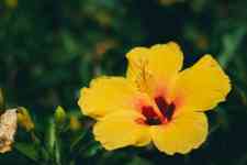Kahului: hawaii, flower, yellow