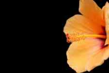 Kahului: orange, flower, Hibiscus