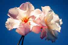 Kahului: flower, Hibiscus, blossom