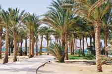 Kahului: beach, Resort, palm