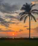Kahului: Sunset, Palm Tree, horizon