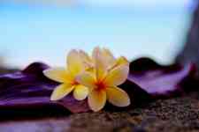 Kahului: hawaii, flower, plumeria