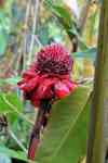 Kahului: flower, tropical, beautiful flowers
