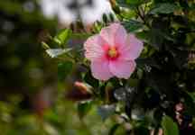 Kahului: flower, Hibiscus, hibiscus flower