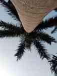 Kahului: tropical, #coconut, palm