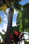 Kahului: nature, Landscape, Palm Tree
