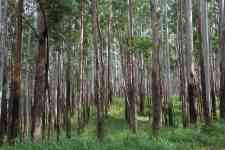Kahului: forest, woods, trunks