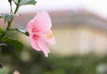 Kahului: flower, Hibiscus, hibiscus flower