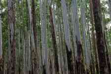Kahului: forest, woods, trunks