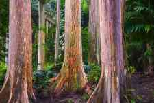 Kahului: forest, trees, eucalyptus