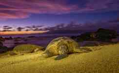 Kahului: Sunset, turtle, turtles