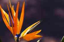 Kahului: orange, flower, Attractions