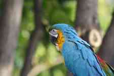 Kahului: hawaii, Parrot, Blue Bird