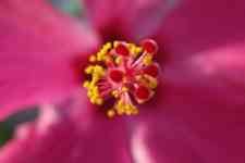 Kahului: hawaii, flower, Hibiscus