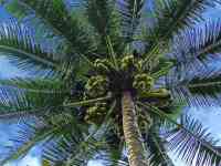 Kahului: Palm Tree, #coconut, coconuts