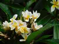 Kahului: Bloom, yellow flowers, hawaii national flower