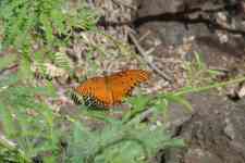 Kahului: nature, orange, butterfly